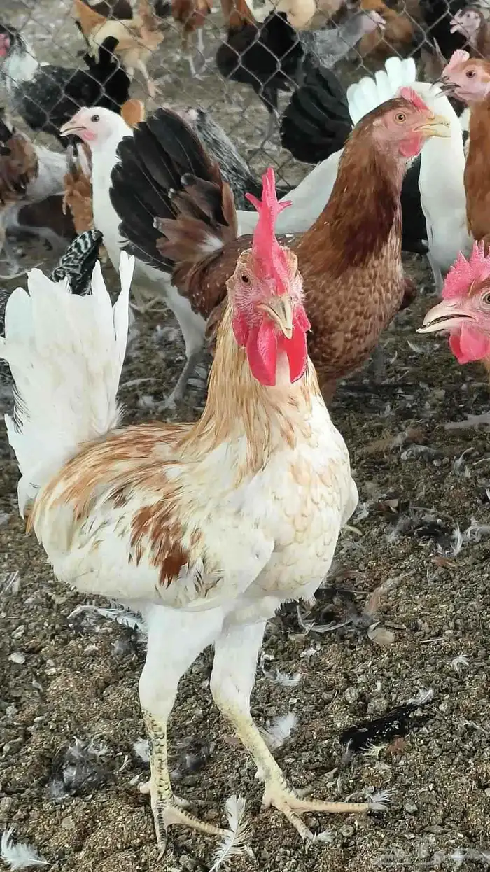 متوفر فروخ بلدي وفيومي اعمار اربع شهور واعمار ثمان شهور بياض 2