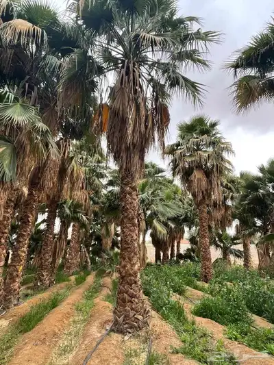 لدينا نخل وشنطني زينه نخل ممتاز جدا ونخل عربي مثمر 3