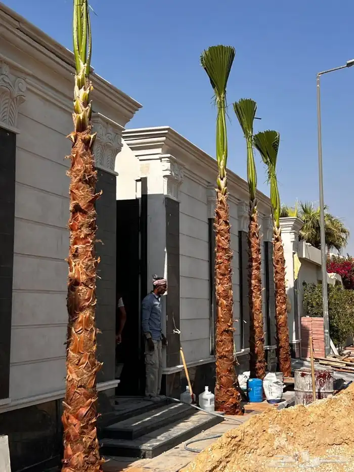 نخل واشنطن زينه 6