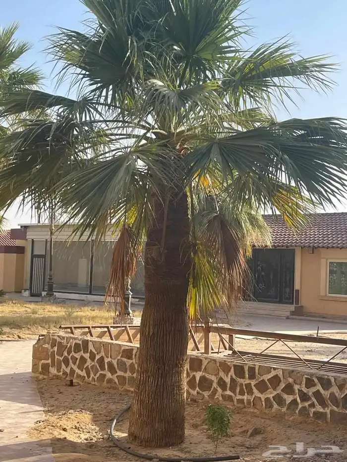 نخيل بجميع انواعها وجميع احجامها 2