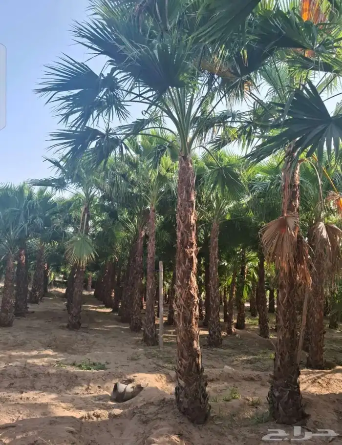 يوجد لدينا جميع انواع النخيل المثمر والزينه 3