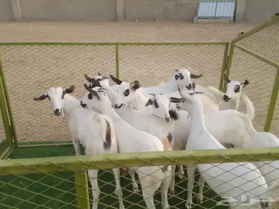 للبيع جفاربيشيات كحل مذهبه تاسيس مراح 5