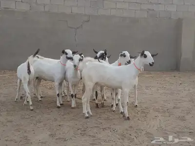 للبيع جفاربيشيات كحل مذهبه تاسيس مراح 2