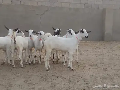 للبيع جفاربيشيات كحل مذهبه تاسيس مراح 1