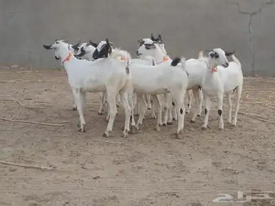 للبيع جفاربيشيات كحل مذهبه تاسيس مراح 3