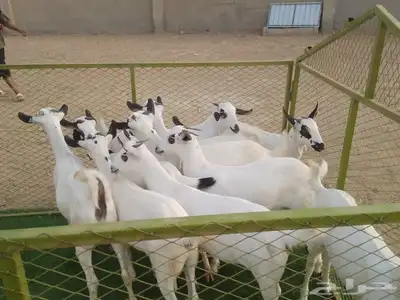 للبيع جفاربيشيات كحل مذهبه تاسيس مراح 4