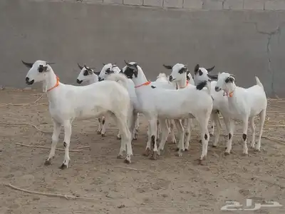 للبيع جفاربيشيات كحل مذهبه تاسيس مراح 0