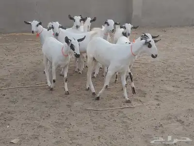 للبيع جفاربيشيات كحل مذهبه تاسيس مراح 6