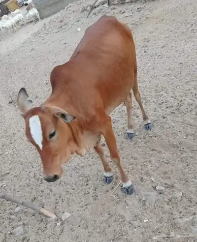 خبشه جذعه دافع 3 شهور 1