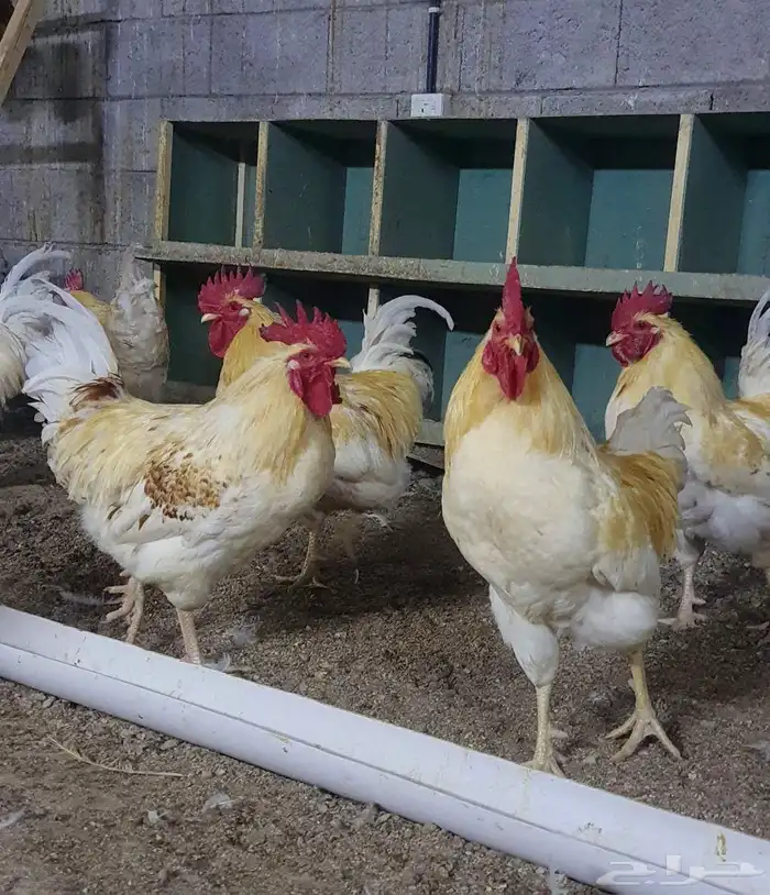 دجاج وديوك لوهمان براون 5