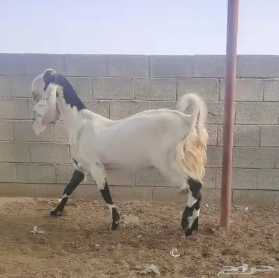 معزا هولنديات مزايين 3