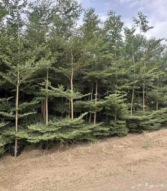 اشجار ترمناليا 1