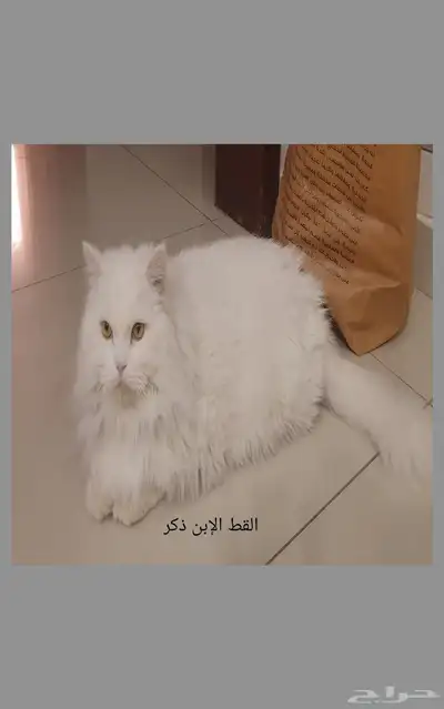 قطه قطط عدد 2 للتبني بدون مقابل 3