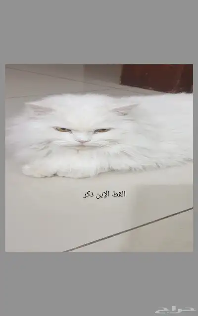 قطه قطط عدد 2 للتبني بدون مقابل 1