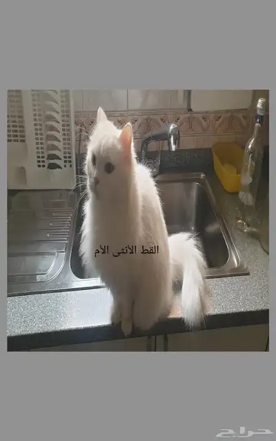 قطه قطط عدد 2 للتبني بدون مقابل 4
