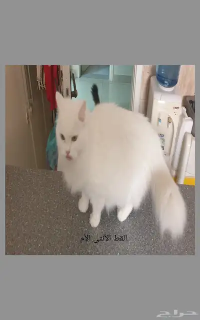 قطه قطط عدد 2 للتبني بدون مقابل 5
