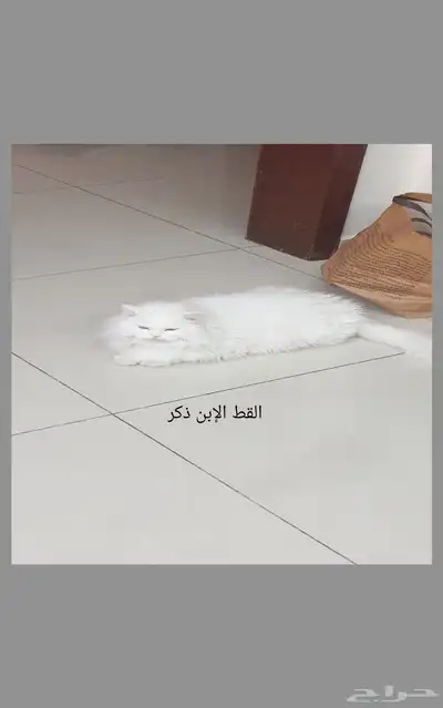 قطه قطط عدد 2 للتبني بدون مقابل 0