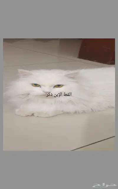 قطه قطط عدد 2 للتبني بدون مقابل 2