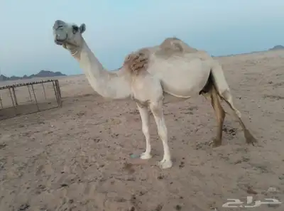 للبيع نصوف شقحاء تحتها بكره هديه وحليبها وسط 0