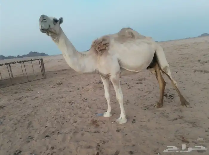 للبيع نصوف شقحاء تحتها بكره هديه وحليبها وسط 0