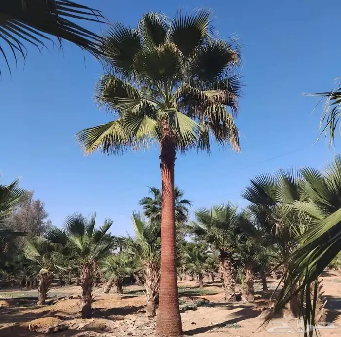 نخل واشنطني زينه 2