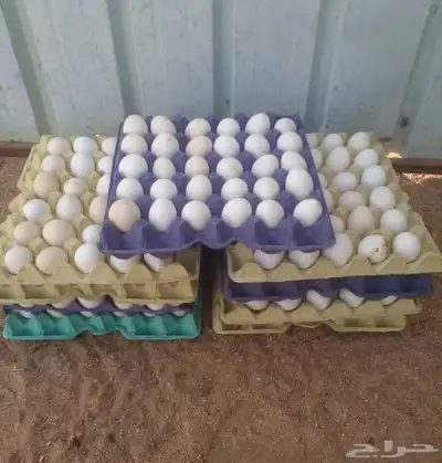 بيض بلدي تربه البقوم 0