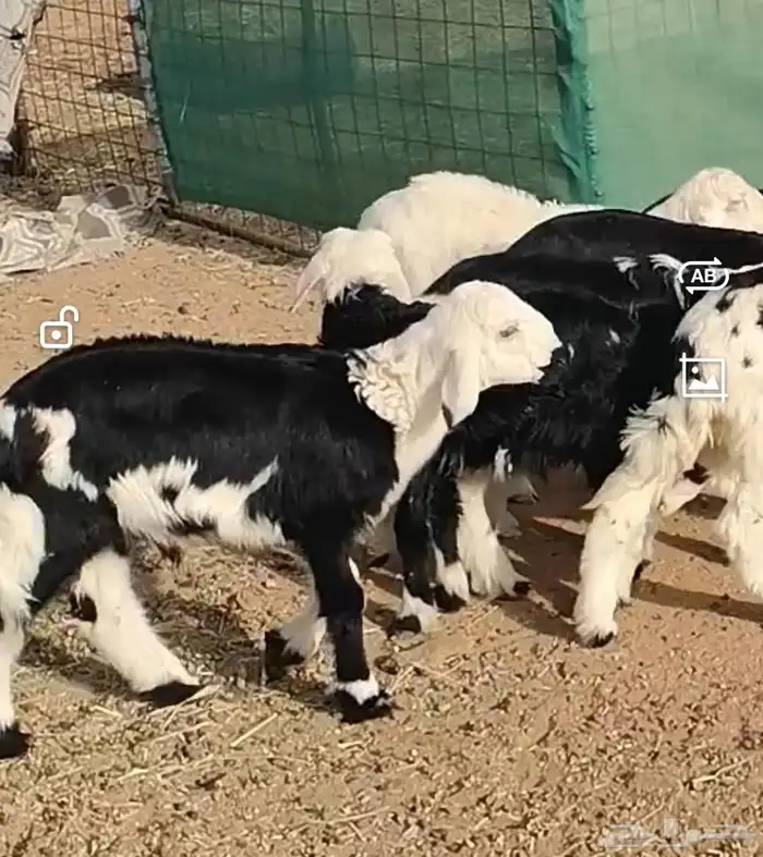 بهم نجد تربيه 7 طليان 0