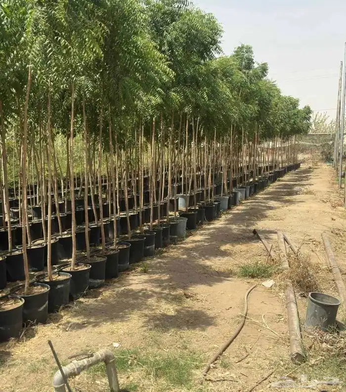 اشجار ترمناليا 3