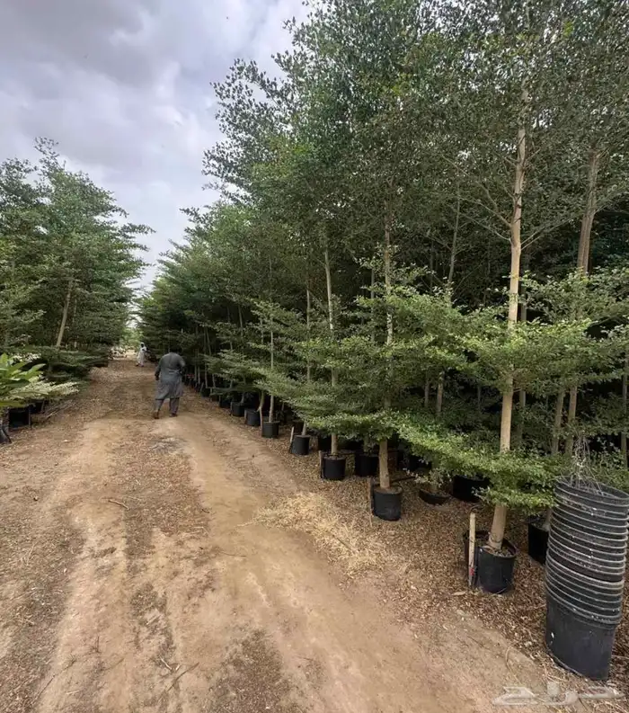 اشجار ترمناليا 0