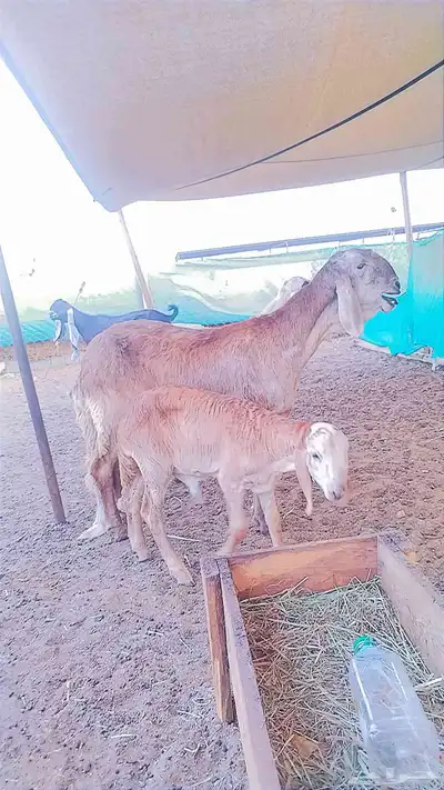 درمانيه مع ولدها 0