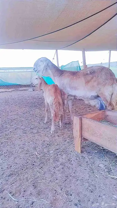 درمانيه مع ولدها 2