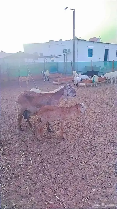 درمانيه مع ولدها 3