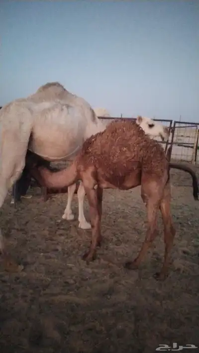 حشو طيبات نظيفات على الحليب واحد حوالي عشر شهورواحد سبعه شهو 5