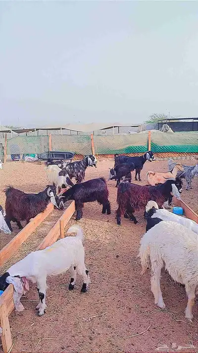 تيوس عارضيه 0