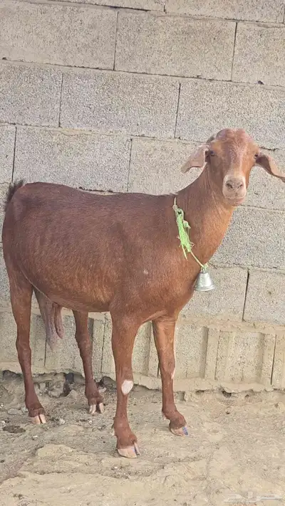 عنز دهما منوت القاني جرم 0