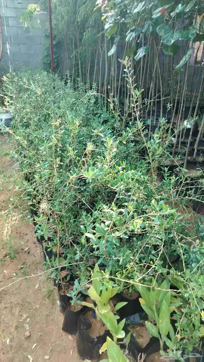 توفرت أشجار زيتون 3