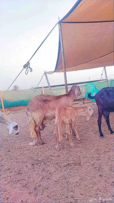 درمانيه مع ولدها 1