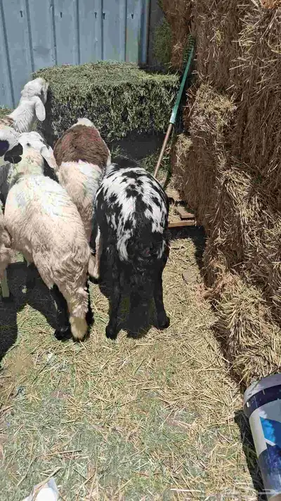 تيوس دهم جنوبيه وخرفان سواكني مرابي اكثر من 5 اشهر 3