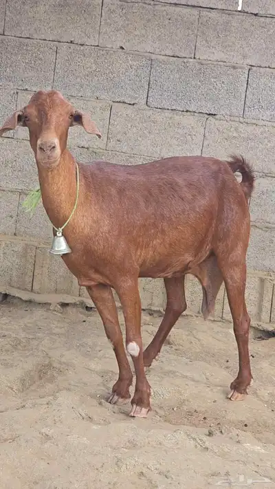 عنز دهما منوت القاني جرم 1