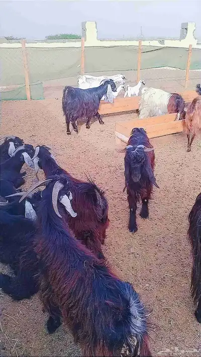 تيوس عارضيه 1