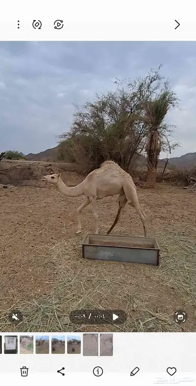 قعود للبيع 1