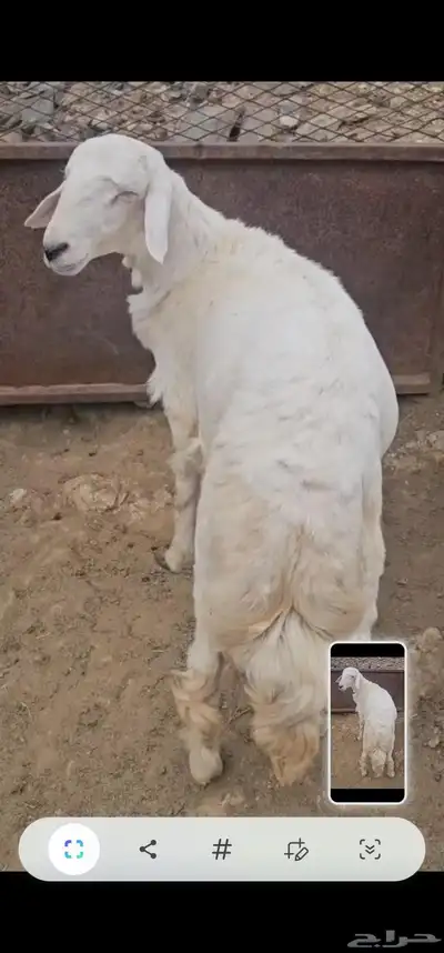 ماشاءالله تبارك الرحمن خروف جذع للبيع 0
