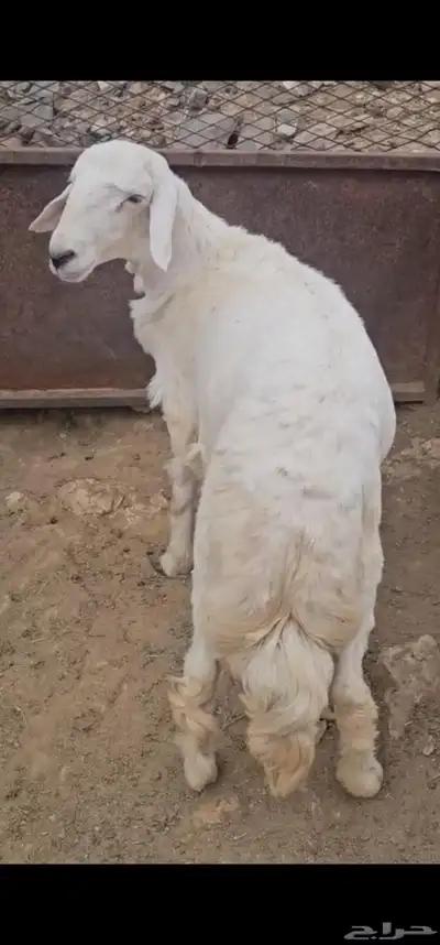 ماشاءالله تبارك الرحمن خروف جذع للبيع 1