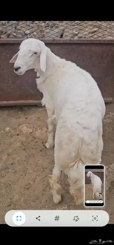 ماشاءالله تبارك الرحمن خروف جذع للبيع 2