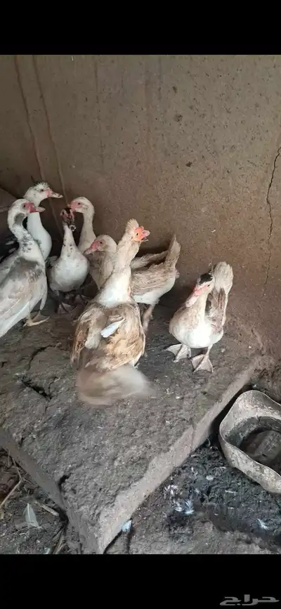 بط بلدي 1
