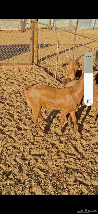 تيوس دهم جنوبيه وخرفان سواكني مرابي اكثر من 5 اشهر 7