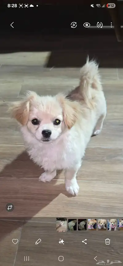 Golden dog 1