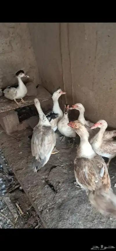 بط بلدي 0
