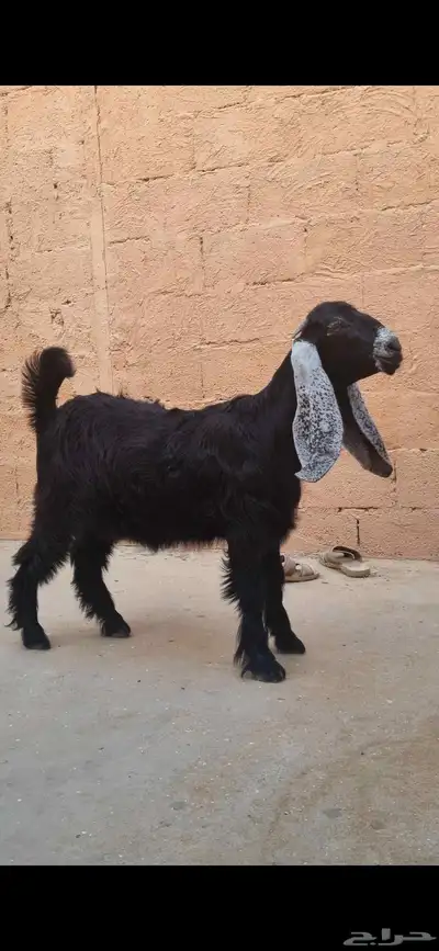 جفرة عارضية 0