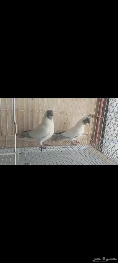 حمام زينة 0